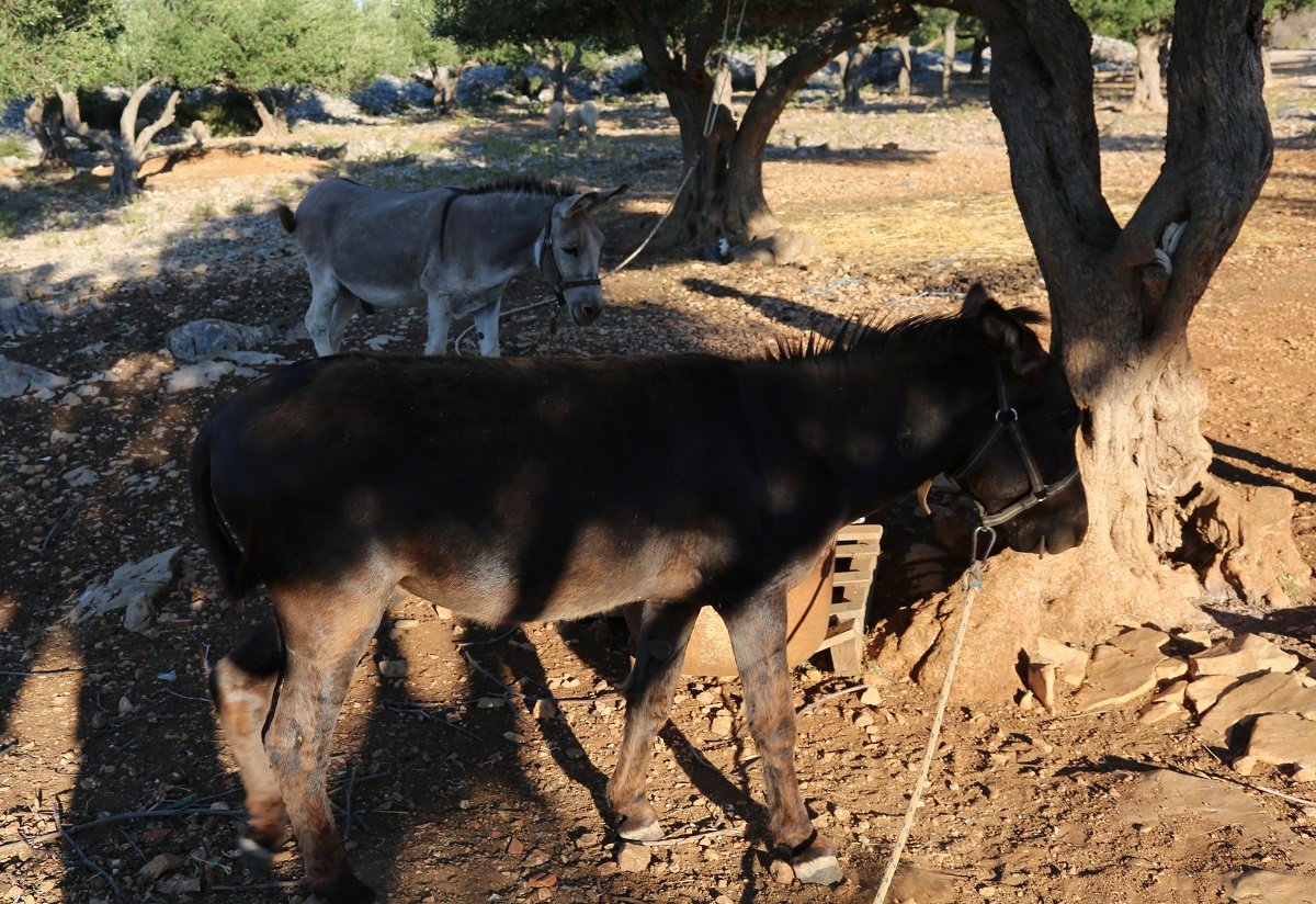 Miško i Sivko (Foto: Rudinapress/H. Pavić)