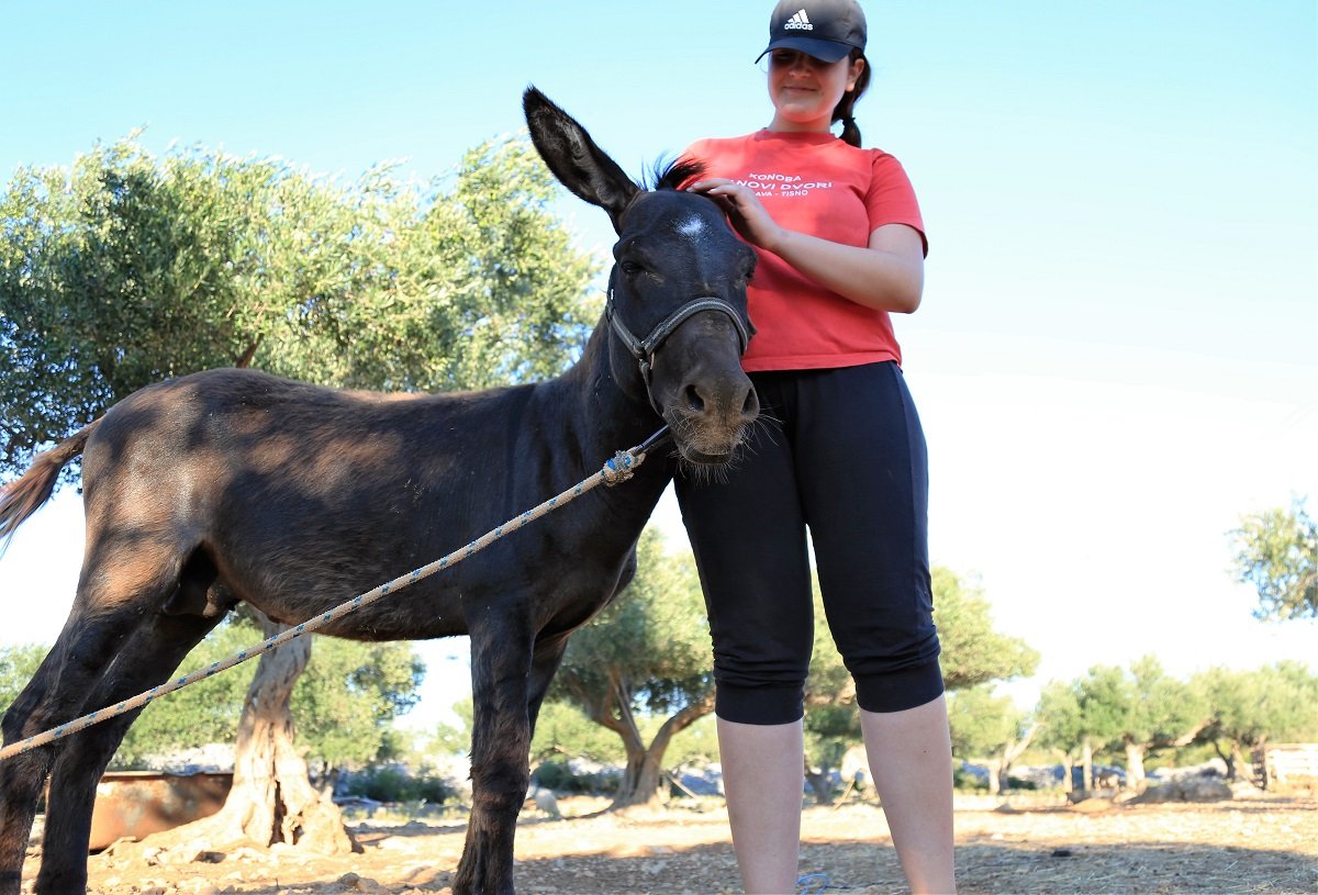 Featured image for “Šampion magarećih utrki operirao tumor – hoće li se Miško oporaviti do Međunarodne trke tovarov?”