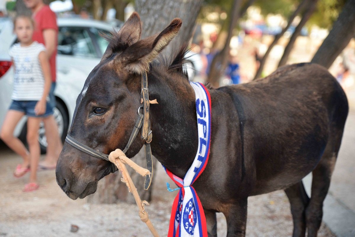 Navija li ovaj tovar za Hajduka - Mišku su oko vrata stavili šal Torcide (Foto: Igor Turčinov)