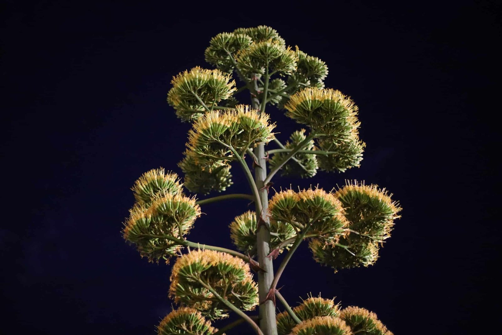 Featured image for “Cvjeta samo jednom u životu i zatim umire –  cvijet čudesne agave ponovno ćemo vidjeti možda tek za desetak godina”